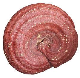 《方舟2》仍会在2024年发售 DLC已计划到了2029年